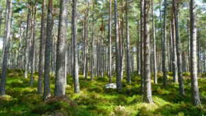 Wald - Natur - CO2 Einsparung